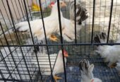 Jual Ayam Kate Hias Warna