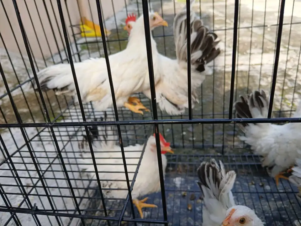 Jual Ayam Kate Hias Warna