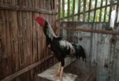 Ayam jago bangkok 200 nego