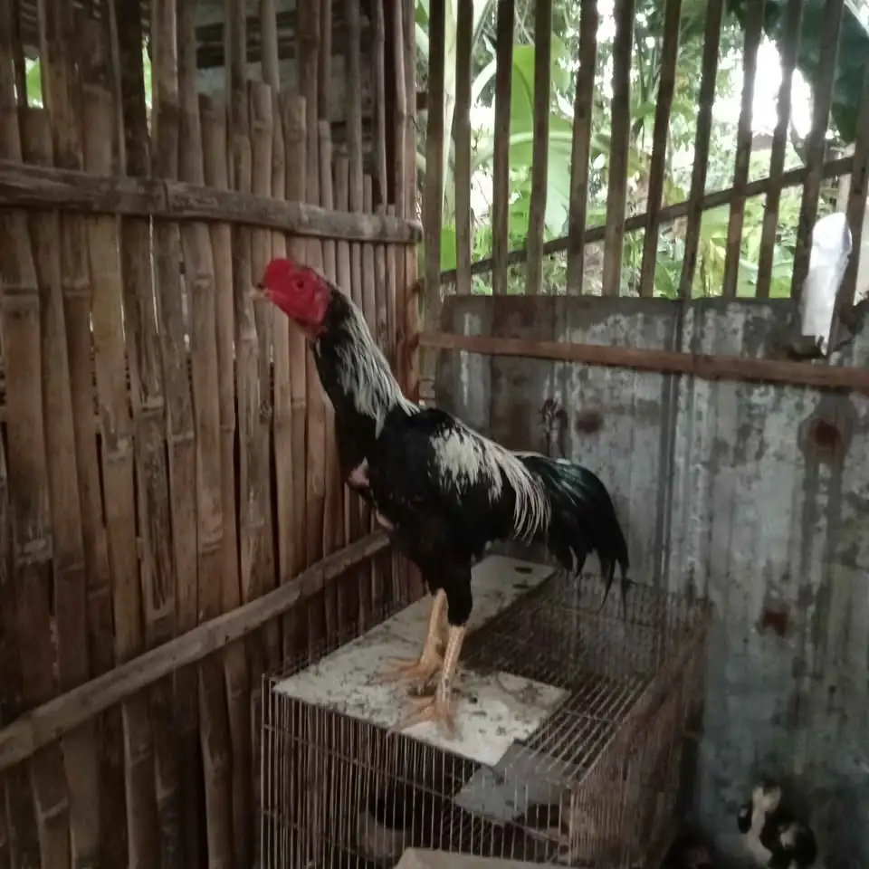 Ayam jago bangkok 200 nego