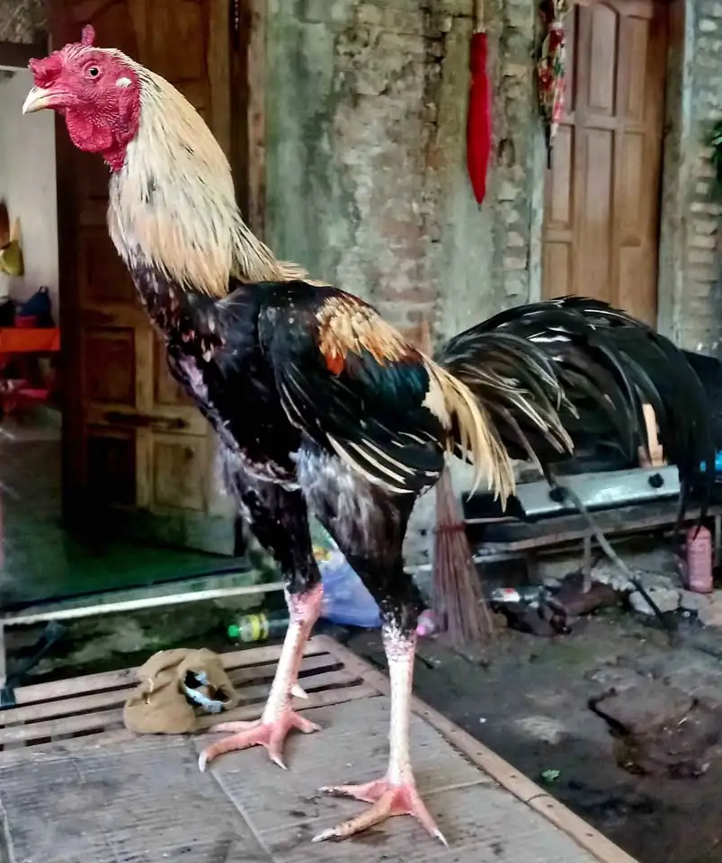 Jago bangkok mangon imogiri