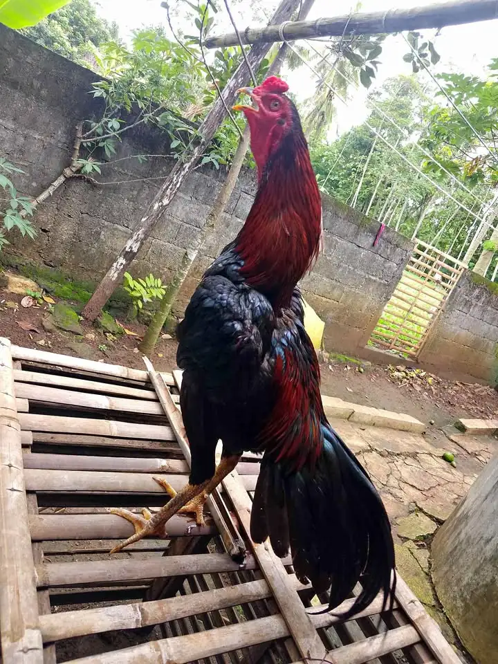 Ayam Bangkok Mangon Tinggal Rawat