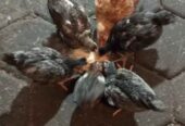 Ayam kampung dere 2,5 bln