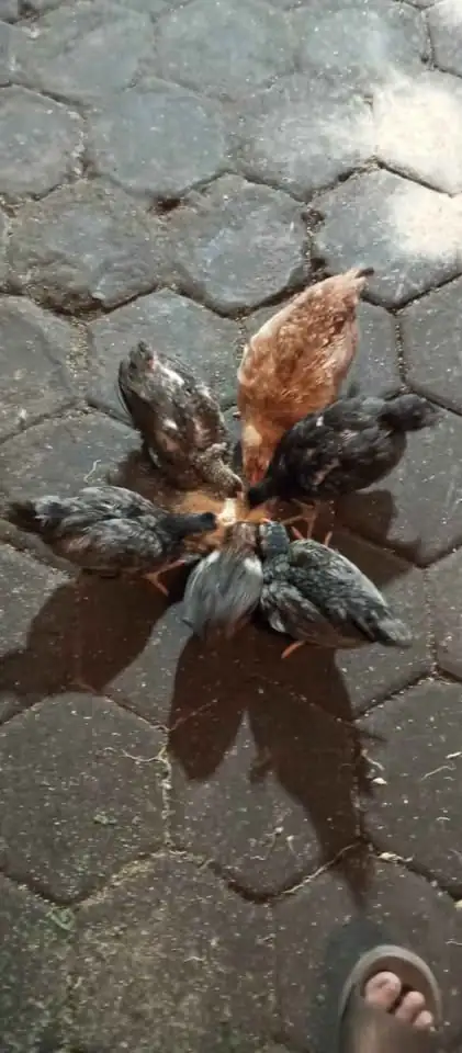 Ayam kampung dere 2,5 bln