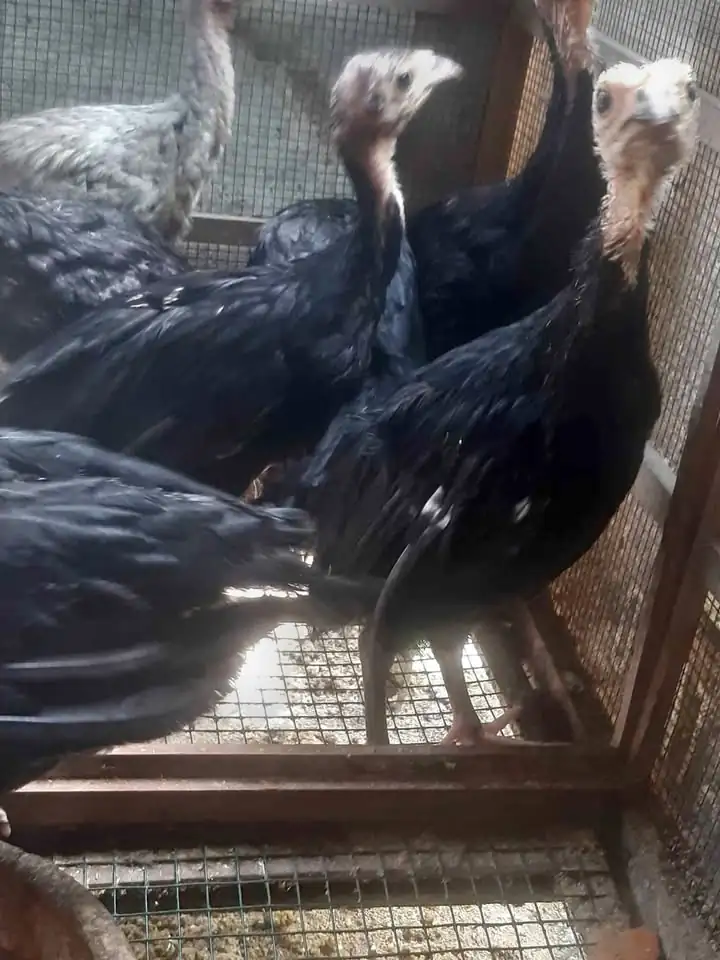 Ayam kalkun abg kondisi sehat