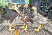 3 ekor anakan Ayam bangkok