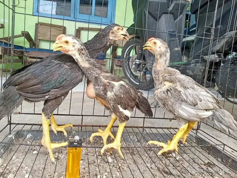 3 ekor anakan Ayam bangkok