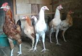 Ayam Elba petelur. Ayam sehat, lincah