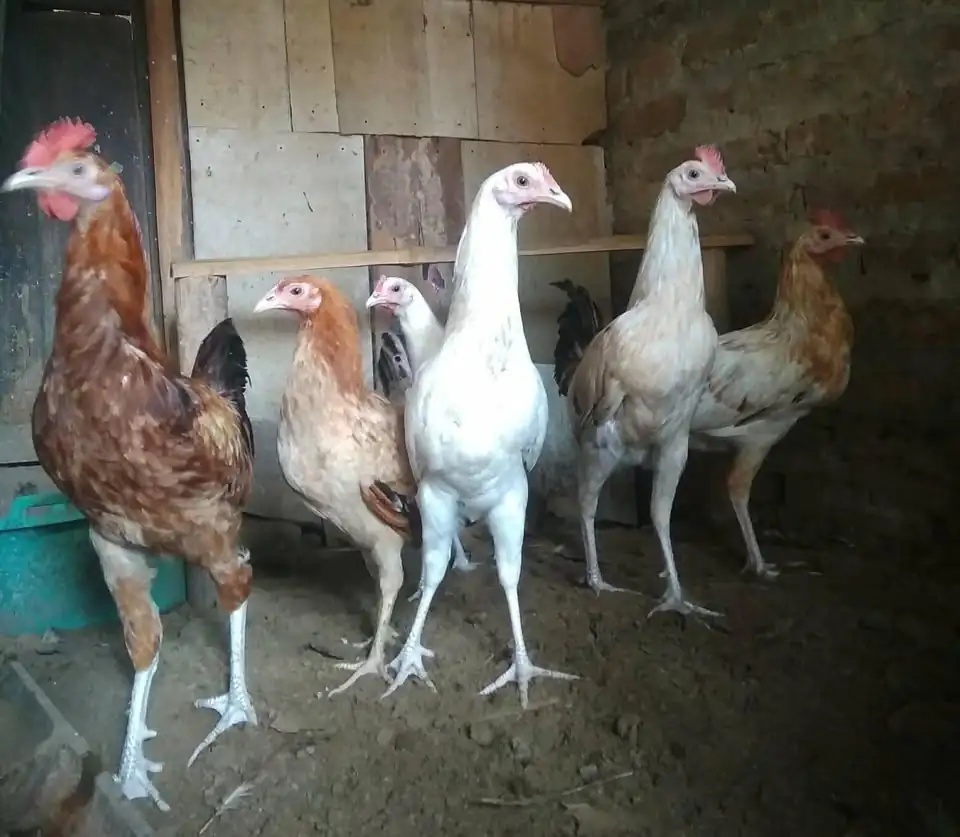 Ayam Elba petelur. Ayam sehat, lincah