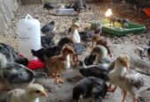 Ayam kub2 usia setengah bulan