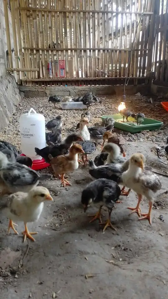 Ayam kub2 usia setengah bulan
