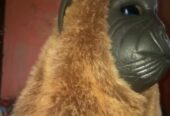wig kera / monyet