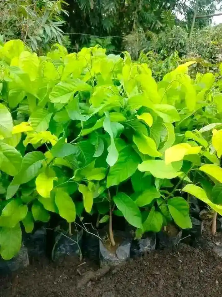 Bibit Srikaya Jumbo Okulasi