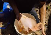 Ikan Gurame Padang 19 ekor