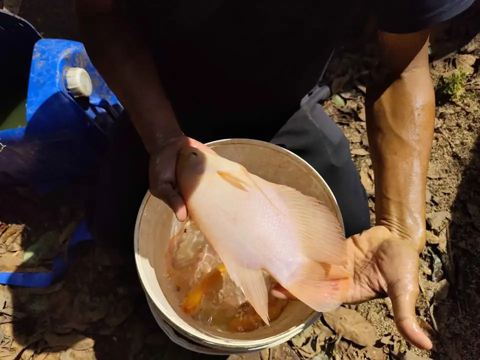 Ikan Gurame Padang 19 ekor