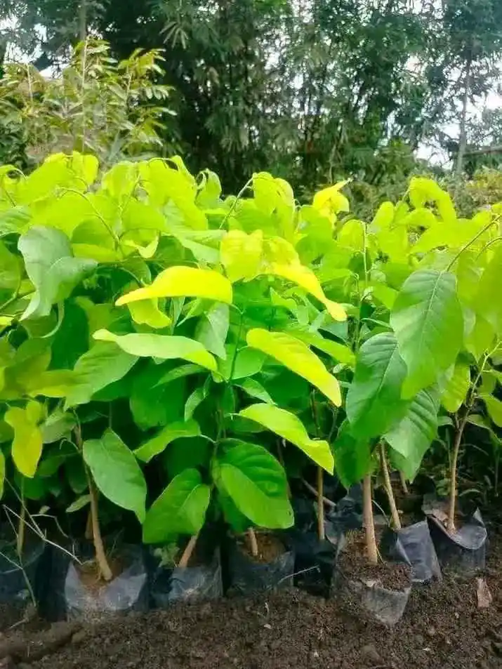 Bibit Srikaya Jumbo Okulasi