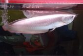 Ikan Hias Arwana silverred Brazil