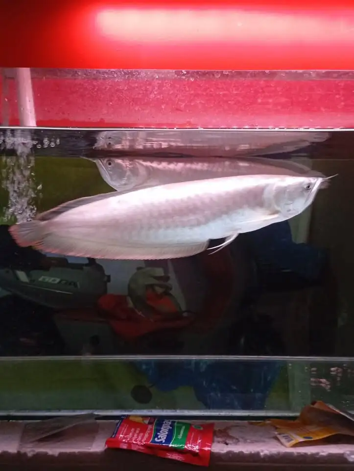 Ikan Hias Arwana silverred Brazil