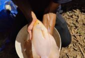 Ikan Gurame Padang 19 ekor