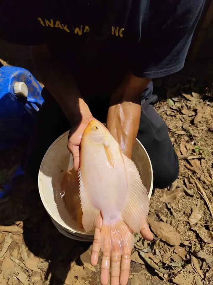 Ikan Gurame Padang 19 ekor