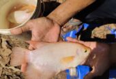Ikan Gurame Padang 19 ekor