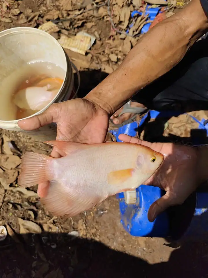 Ikan Gurame Padang 19 ekor