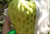 Bibit Srikaya Jumbo Okulasi