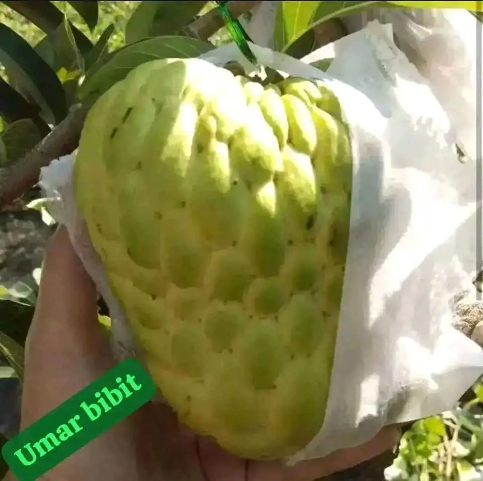 Bibit Srikaya Jumbo Okulasi