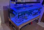 Jual Aquarium Laut Full Set