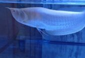 Ikan Hias Arwana silverred Brazil