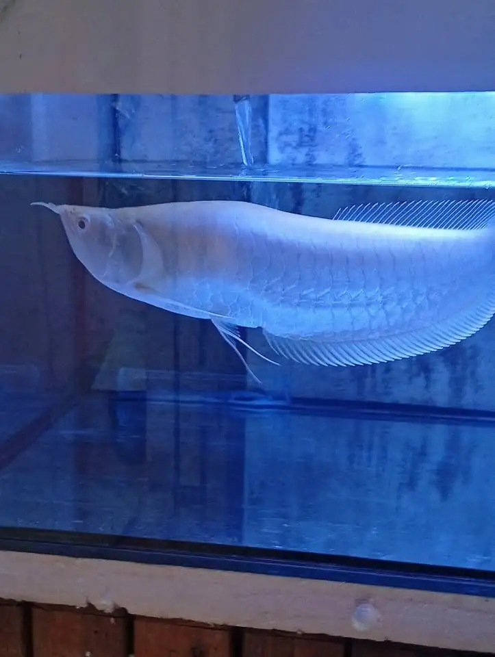 Ikan Hias Arwana silverred Brazil