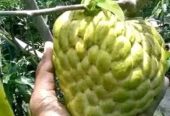 Bibit Srikaya Jumbo Okulasi
