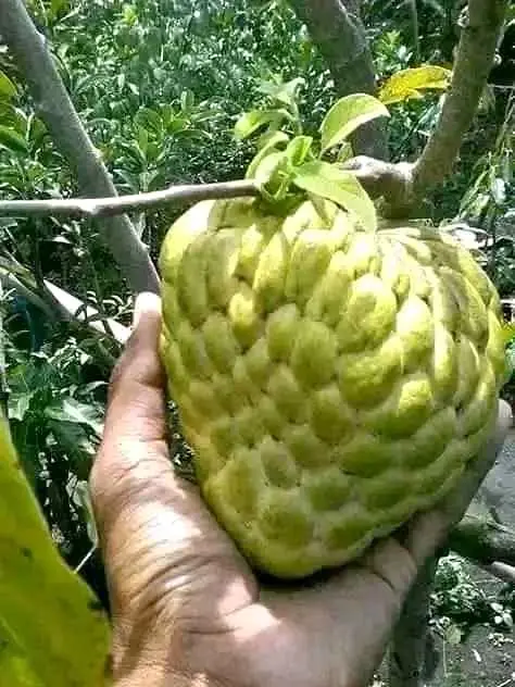 Bibit Srikaya Jumbo Okulasi