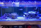 Jual Aquarium Laut Full Set
