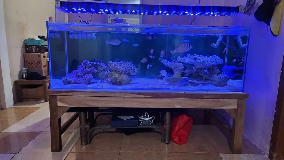 Jual Aquarium Laut Full Set