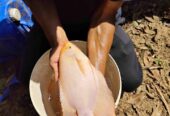 Ikan Gurame Padang 19 ekor