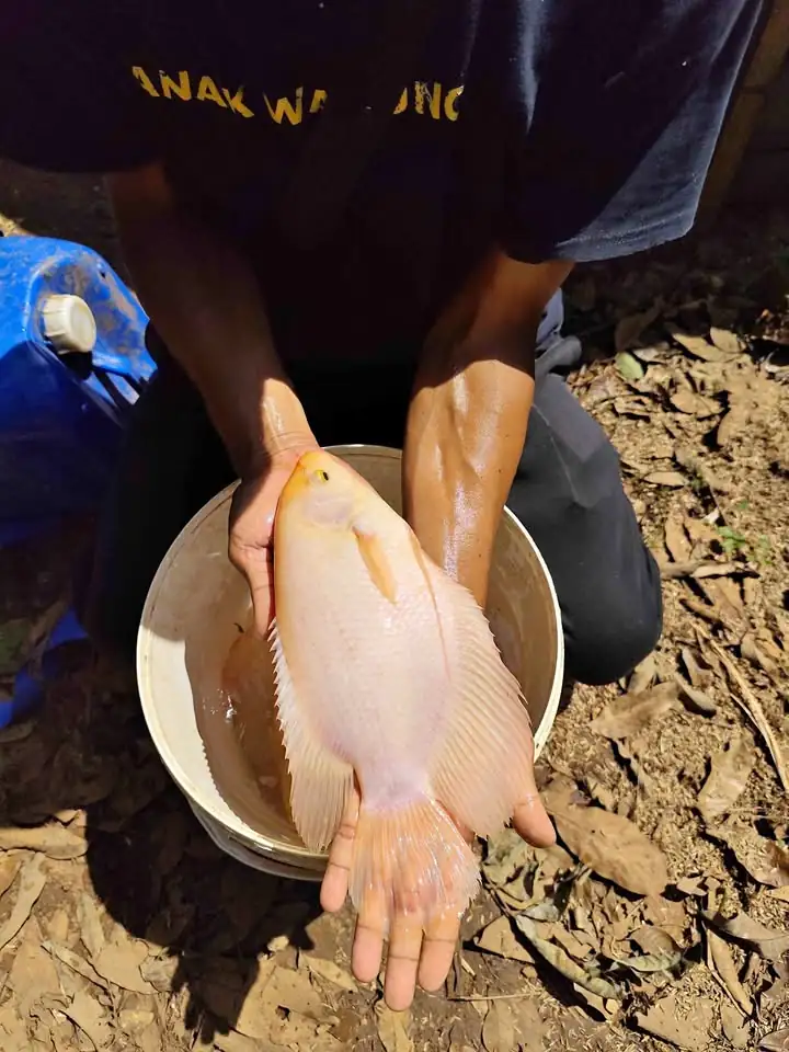 Ikan Gurame Padang 19 ekor