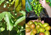 BIBIT MATOA SUPER UNGGUL ✍️ MELAYANI KEBUTUHAN ECER DAN GROSIR
