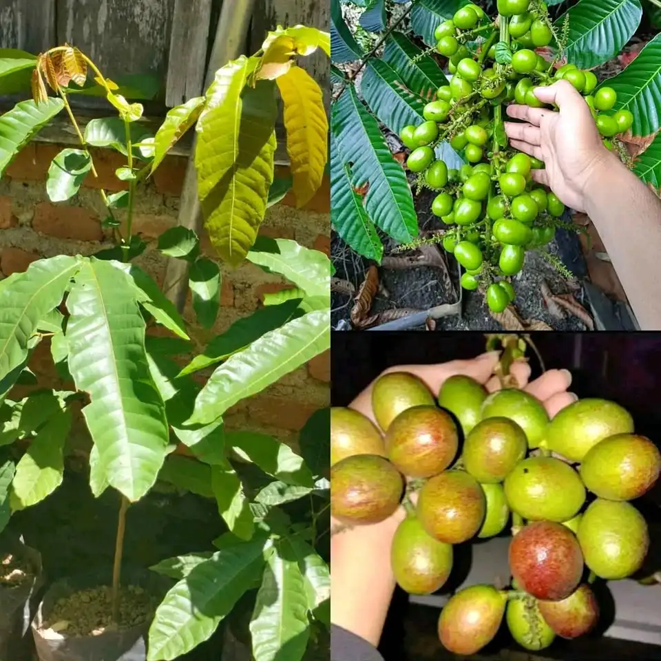 BIBIT MATOA SUPER UNGGUL ✍️ MELAYANI KEBUTUHAN ECER DAN GROSIR