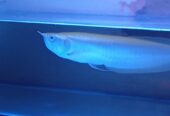 Ikan Hias Arwana silverred Brazil