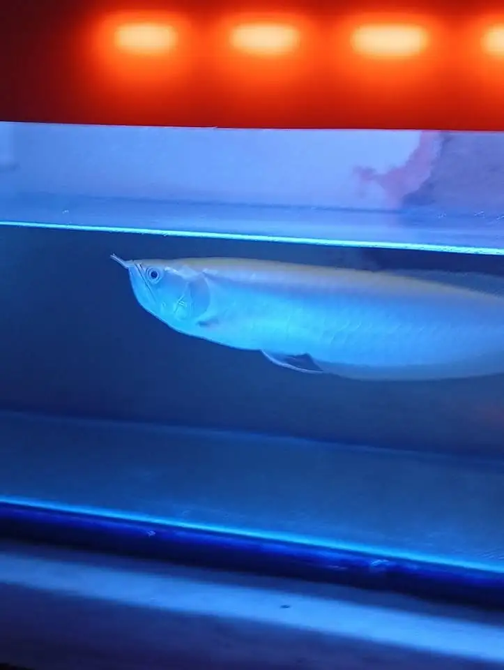 Ikan Hias Arwana silverred Brazil