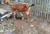 Kambing Indukan + anakan sambi boyolali