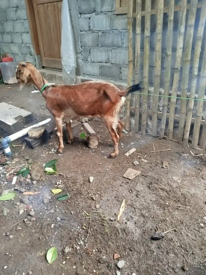 Kambing Indukan + anakan sambi boyolali