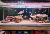 Jual Aquarium Laut Full Set