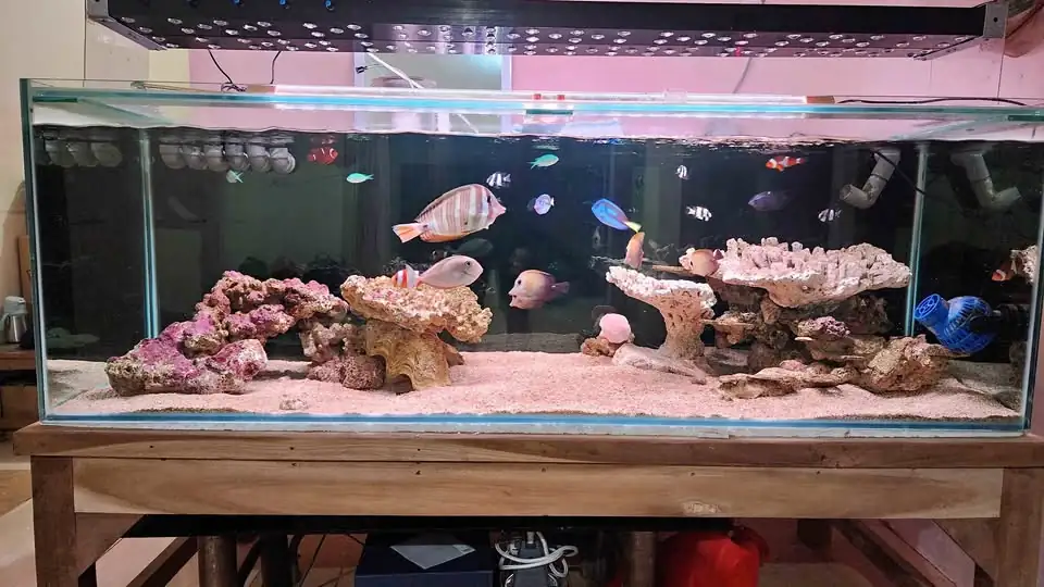Jual Aquarium Laut Full Set