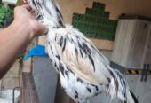 Ayam bangkok Jos sehat mental bagus