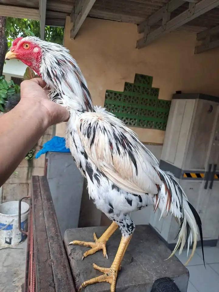 Ayam bangkok Jos sehat mental bagus