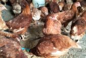 Ready Ayam Petelur Leghoren