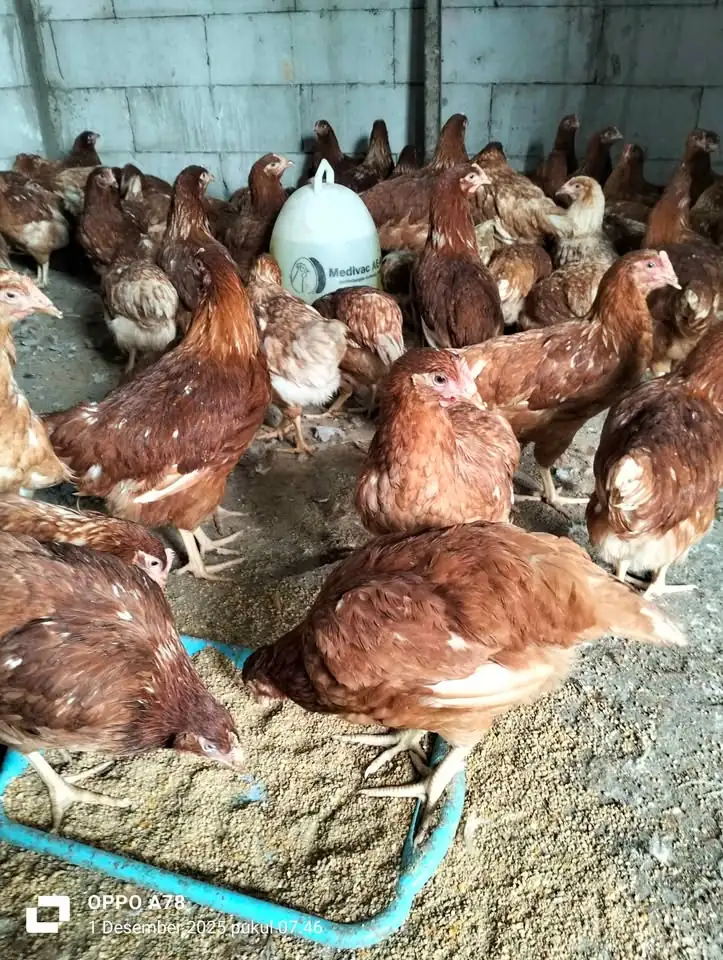 Ready Ayam Petelur Leghoren