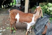 Kambing Indukan + anakan sambi boyolali